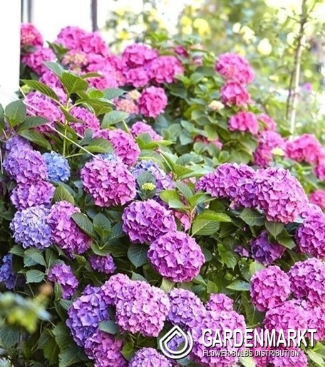 Hortensja Ogrodowa Bouquet Rose 1szt.