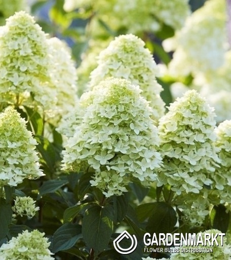 Hortensja Bukietowa Magical Candle 1szt.