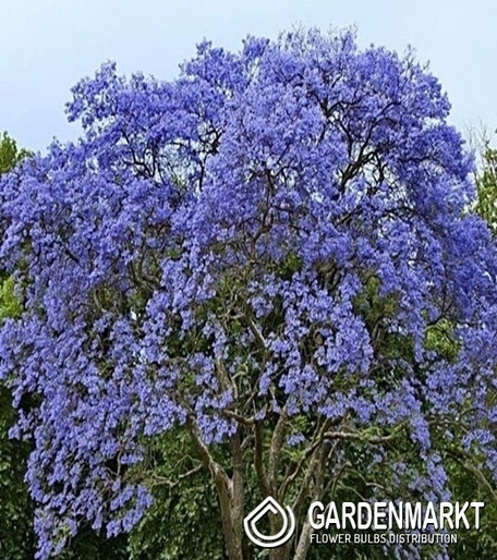 Paulownia Omszona 1szt.