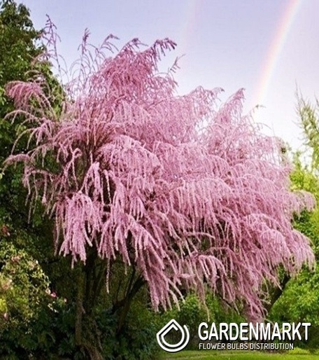 Tamaryszek 1szt.
