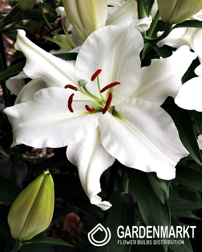 Lilia Orientalna Snowy Mountain 1 szt.