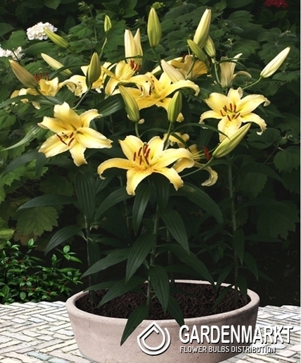 Lilia Orientalna Niska Gold Fever 1 szt.