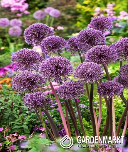 Allium - Czosnek Jackpot 1 szt.