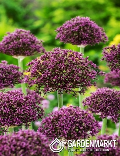 Allium - Czosnek Magic 3 szt.