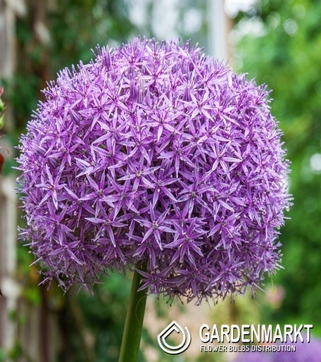 Allium - Czosnek Universe 1 szt.
