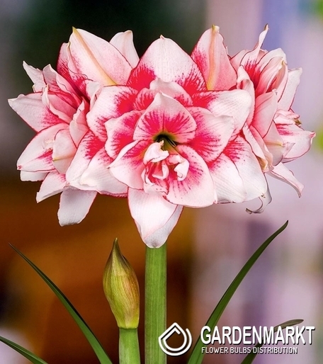Hippeastrum - Amarylis Elvas 1 szt.