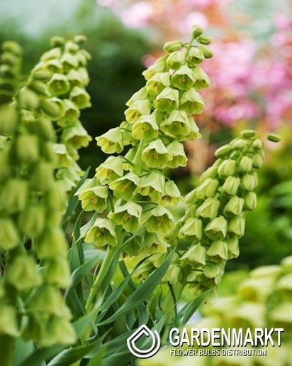 Fritllaria - Szachownica Ivory Bells 1 szt.