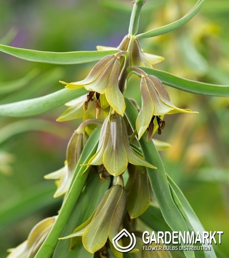 Fritillaria - Szachownica Sewerzowii 1 szt.