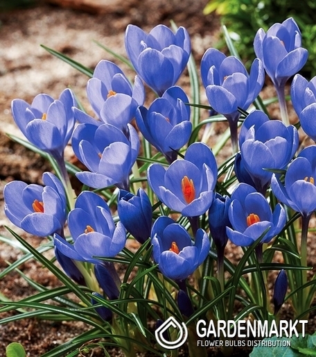 Krokus Wielkokwiatowy Aqua 10 szt.