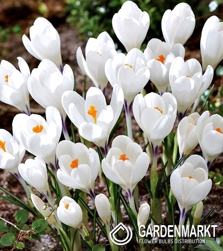 Krokus Wielkokwiatowy Ice Queen 10 szt.