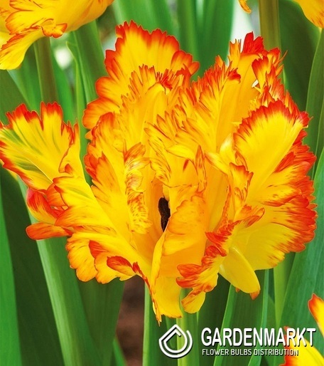 Tulipan Papuzi Carribean Parrot 5 szt.