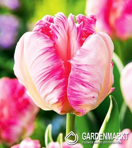 Tulipan Papuzi Silver Parrot 5 szt.