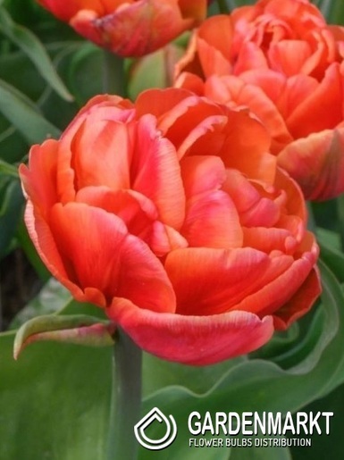 Tulipan Pełny Queensbury 5 szt.