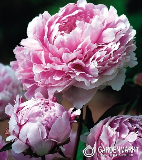 Piwonia Sarah Bernhardt 1 szt.