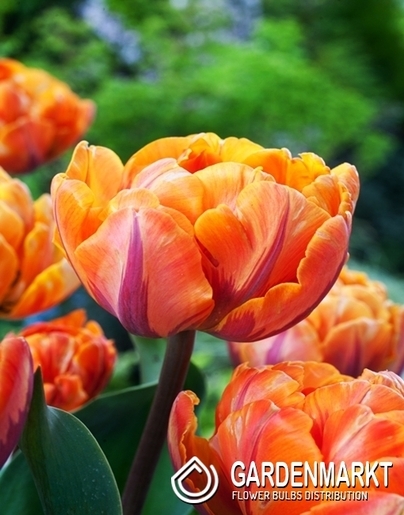 Tulipan Pełny Orange Crush 5 szt.