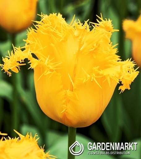 Tulipan Strzępiasty Yellow Valery 5 szt.