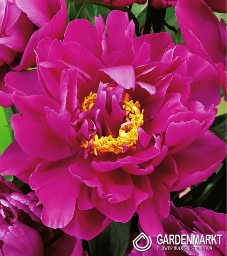 Piwonia Karl Rosenfield 1 szt.