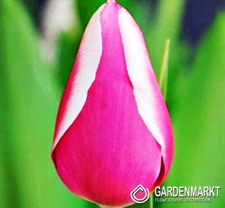 Tulipan Triumph One Love 5 szt.
