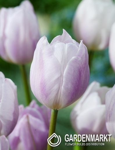 Tulipan Triumph Silver Cloud 5 szt.