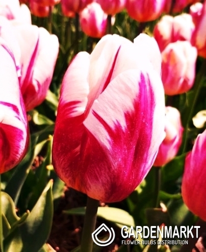 Tulipan Triumph Bojangels 5 szt.