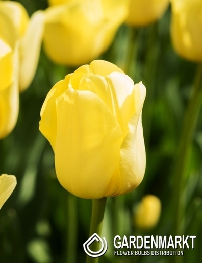 Tulipan Triumph World Friendship 5 szt.