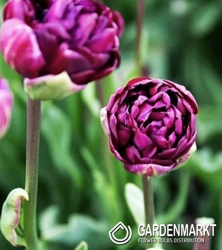 Tulipan Zielonokwiatowy Mystery Dream 5 szt.