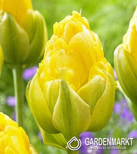 Tulipan Lodowy Vanilla Coup 5 szt.