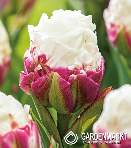 Tulipan Lodowy Ice Cream 5 szt.