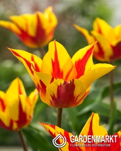 Tulipan Liliokształtny Firework 5 szt.