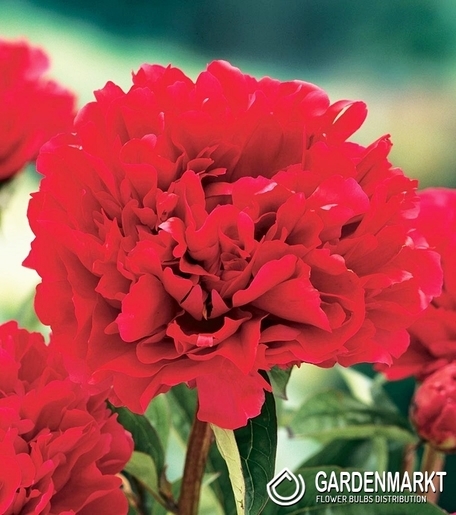 Piwonia Felix Crouse 1 szt.