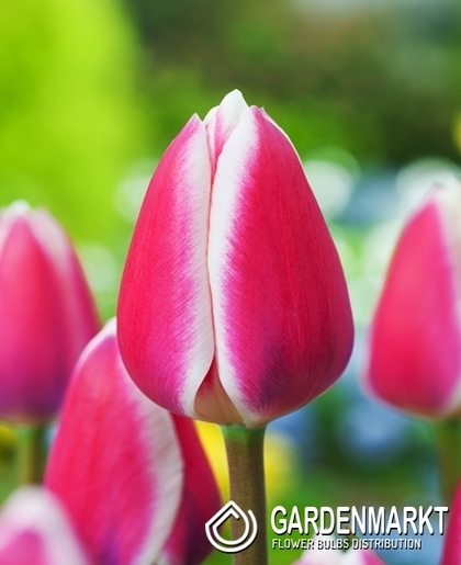 Tulipan Darwina Candy Apple Delight 5 szt.