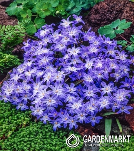 Chionodoxa Luciliae - Śnieżnik Lucilea 10 szt.