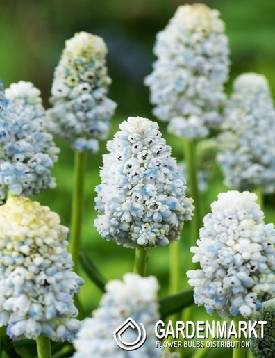 Muscari - Szafirek Nature's Beauty 10 szt.
