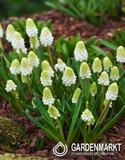 Muscari - Szafirek Alaska 10 szt.