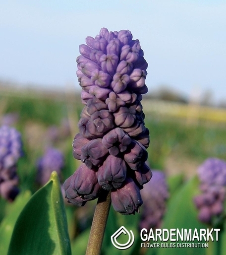 Muscari - Szafirek Purple Rain 5 szt.