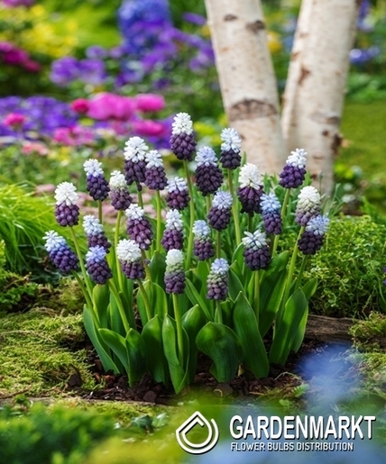 Muscari - Szafirek Grape Ice 5 szt.