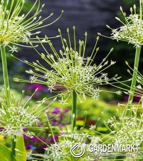 Allium - Czosnek Artic Snow 1 szt.
