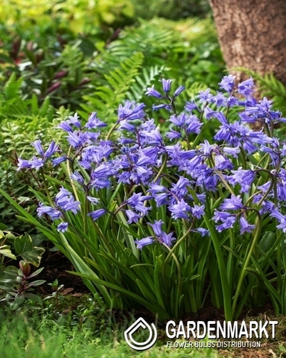 Hiacyntowiec Zwyczajny - Hyacinthoides Non-Scripta 5 szt.