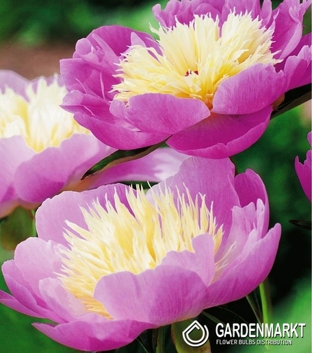 Piwonia Bowl Of Beauty 1 szt.