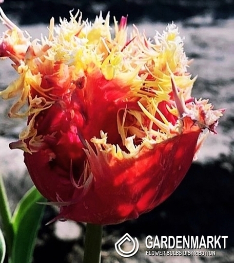Tulipan nr 133 5 szt.