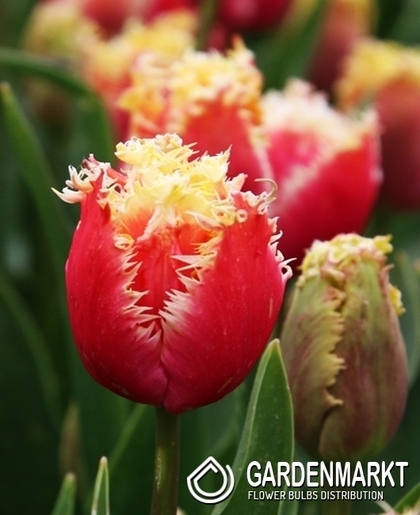 Tulipan nr 137 5 szt.
