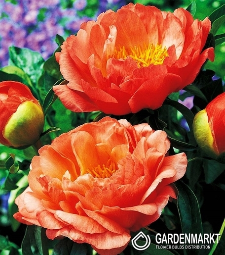Piwonia Coral Sunset 1 szt.