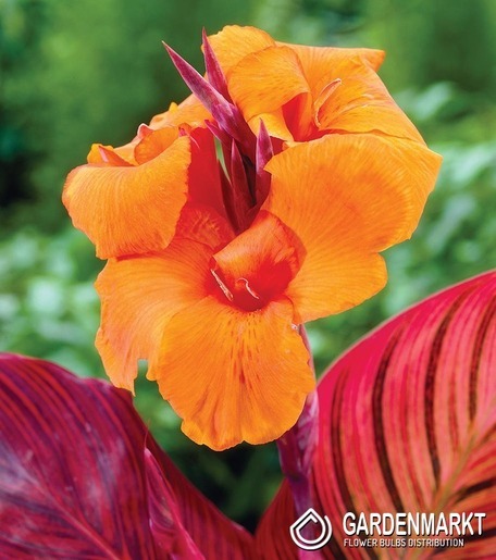 Canna-Kanna Durban 1 szt.