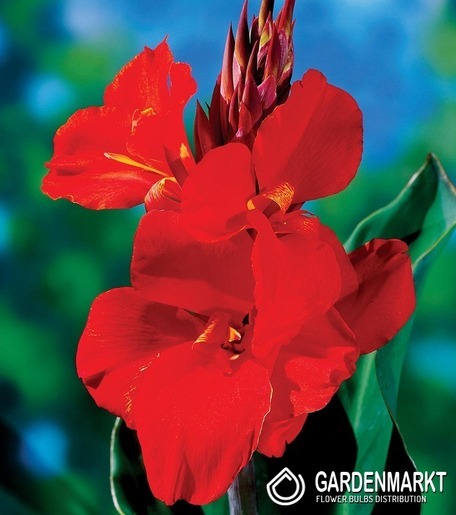 Canna-Kanna Cherry Red 1 szt.
