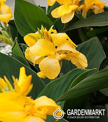 Canna-Kanna Shining Yellow 1 szt.