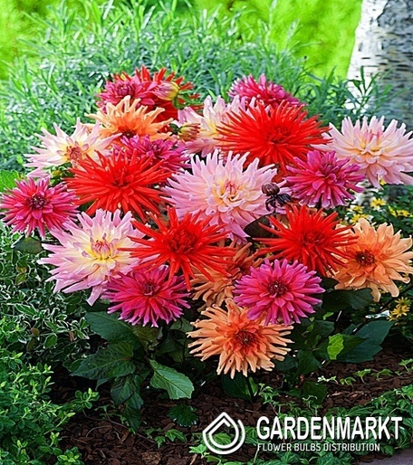 Dalia Mignon Cactus Mix 1 szt.