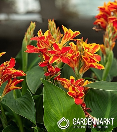 Canna-Kanna Mandarin Orange 1 szt.