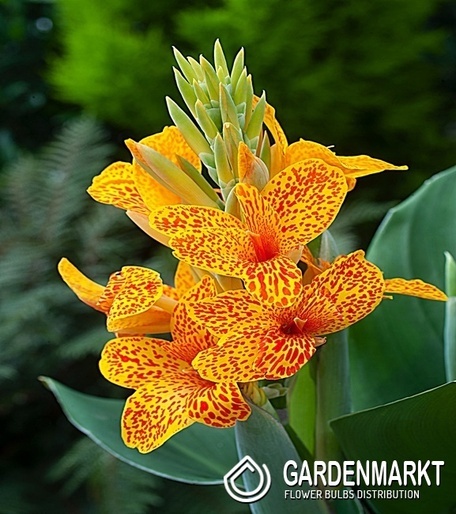 Canna-Kanna Tenerife 1 szt.