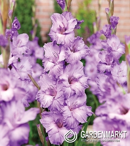 Gladiolus-Mieczyk Wielkokwiatowy Milka 5 szt.