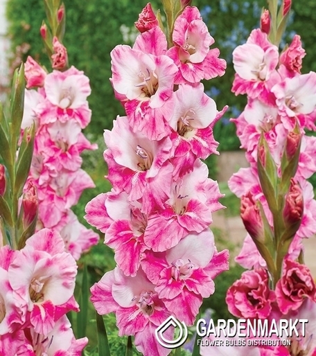 Gladiolus-Mieczyk Wielkokwiatowy Charming Pink 5 szt.